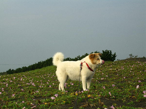 メタボ 犬に引かれて